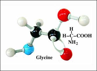 How Much Do You Know About Glycine